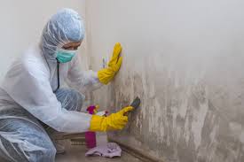 Why You Should Choose Our Mold Remediation Services in Aliquippa, PA